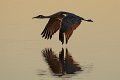 39 - Sandhill crane - SMITH PETER - united kingdom